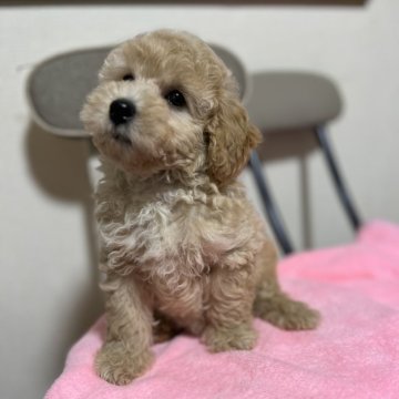 トイプードル(トイ)【青森県・男の子・2025年8月19日・ペールフォーン】の写真「❣️毛量抜群❣️」