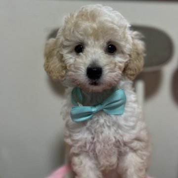 トイプードル(トイ)【青森県・男の子・2025年8月19日・アプリコットアンドホワイト】の写真「白っぽい男の子」