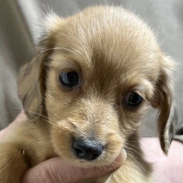 ミニチュアダックスフンド(ロング)【青森県・男の子・2025年10月13日・レッドダップル】の写真「💓小顔イケメン💓」