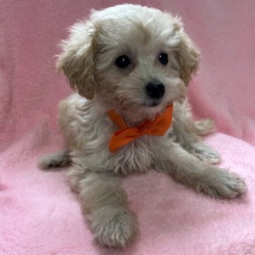 タイニープードル【青森県・女の子・2025年8月19日・アプリコットアンドホワイト】の写真「小さな姫」