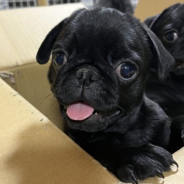 パグ【青森県・女の子・2025年8月12日・ブラック】の写真「🌹小さなバレリーナ🌹」