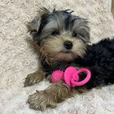 ヨークシャーテリア