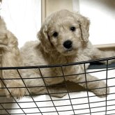 ゴールデンドゥドル ミディアムプードル✖️ゴールデンドゥドル