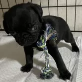 パグ