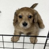 ミニチュアダックスフンド(ロング)