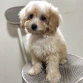 トイプードル(タイニー)
