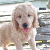 ゴールデンドゥドル ゴールデンドゥドル✖️ミディアムプードル