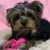 ヨークシャーテリア