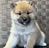 柴犬(標準サイズ)