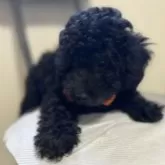 トイプードル(トイ)【青森県・男の子・2025年7月8日・ブラック】の写真2