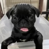 パグ【青森県・女の子・2025年8月12日・ブラック】の写真5