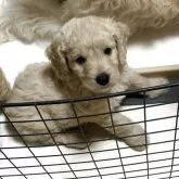 ゴールデンドゥドル ミディアムプードル✖️ゴールデンドゥドル【青森県・男の子・2025年6月1日・🌼モカ】の写真3