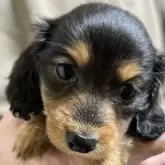 ミニチュアダックスフンド(ロング)【青森県・女の子・2025年10月13日・ブラックタン】の写真3