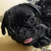 パグ【青森県・女の子・2025年8月12日・ブラック】の写真4