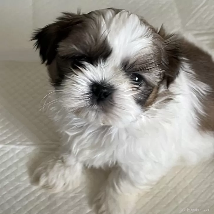 ID：2404-06822の子犬