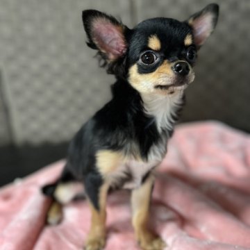 チワワ(ロング)【青森県・男の子・2024年5月10日・ブラック&タン】の写真「小顔男子🎃」