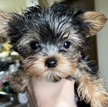 ヨークシャーテリア【青森県・男の子・2023年10月17日・スティールブルータン】の写真「小さな男の子❣️1月末までのお値段❣️」