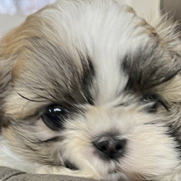 シーズー【青森県・女の子・2024年3月17日・ゴールド&ホワイト】の写真「小顔美人❣️」