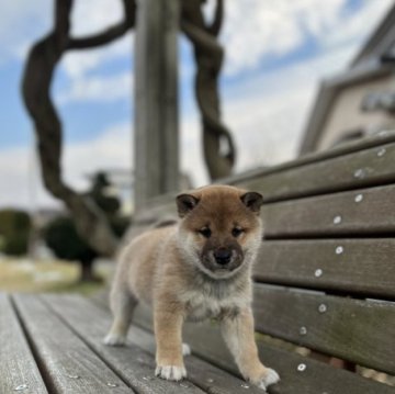 柴犬(標準サイズ)【青森県・女の子・2022年11月27日・赤】の写真「マイクロチップ・ワクチン
全て込みの、お値段❣️」