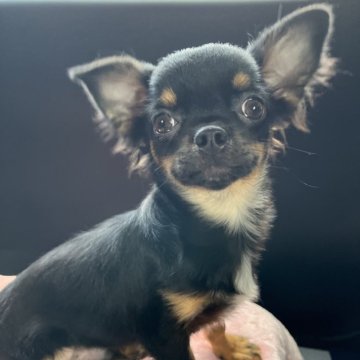 チワワ(ロング)【青森県・男の子・2024年5月10日・ブラック&タン】の写真「🎃HALLOWEENSALE🎃」