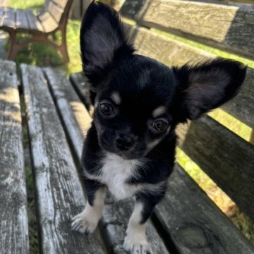 チワワ(ロング)【青森県・男の子・2024年5月10日・ブラック&タン ホワイトマーキング】の写真「☀️SUMMER SALE☀️」