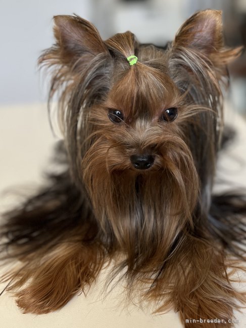 ヨークシャーテリア【・男の子・2023年7月1日・スティールブルータン】