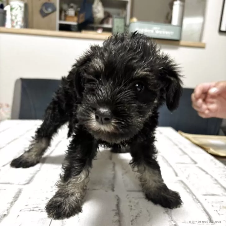 ID：2505-04634の子犬
