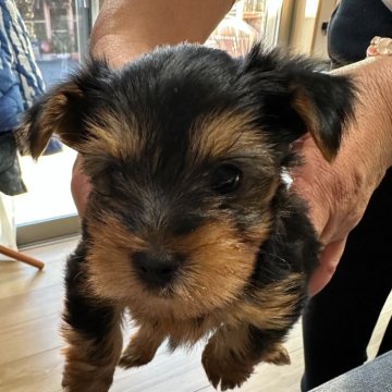 ヨークシャーテリア【神奈川県・男の子・2024年12月19日・スティールブルー&タン】の写真「兄弟の兄ですが今は弟よりちょっと小ぶり」