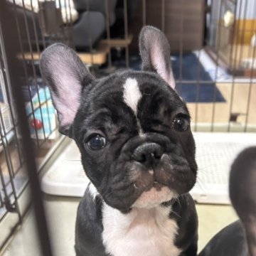 フレンチブルドッグ【神奈川県・男の子・2024年12月10日・ブリンドル】の写真「顔に白いマークある可愛い仔犬です。」