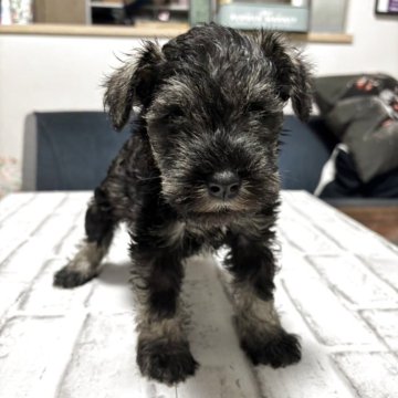 ミニチュアシュナウザー【神奈川県・女の子・2025年4月9日・ブラック&シルバー】の写真「姉妹仲良く離乳食もよく食べます」