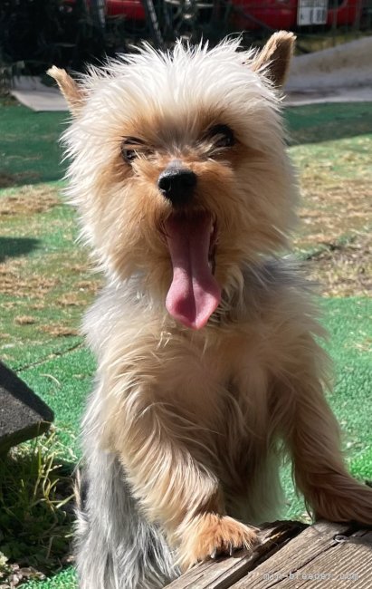 ヨークシャーテリア【・女の子・2021年1月1日・スチールブルー&amp;タン】