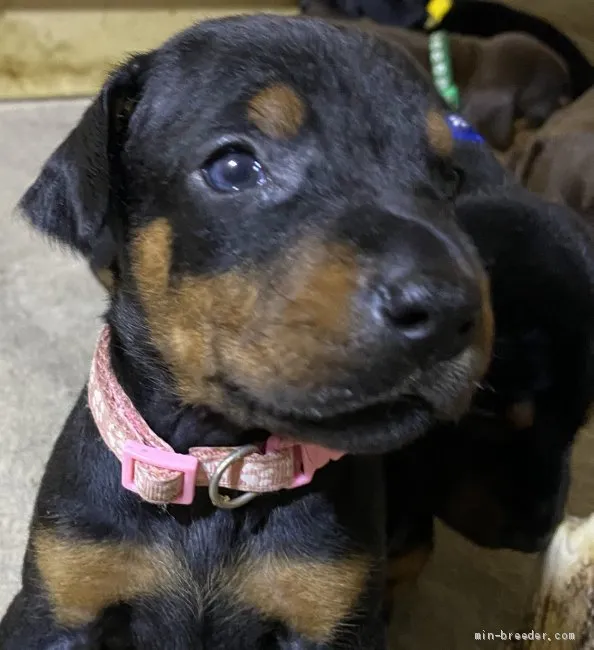 ID：2007-00529の子犬