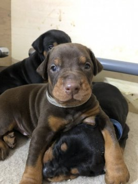 ドーベルマン【神奈川県・男の子・2019年4月16日・レッドタン】の写真「ヨーロッパタイプドーベルマン」