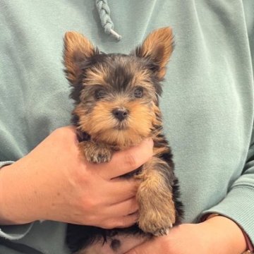 ヨークシャーテリア【神奈川県・男の子・2023年1月5日・スチールブルー&タン】の写真「柔らかフードモリモリ食べてます。」