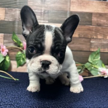 フレンチブルドッグ【神奈川県・女の子・2022年12月6日・パイド】の写真「離乳食をモリモリ食べてます。」