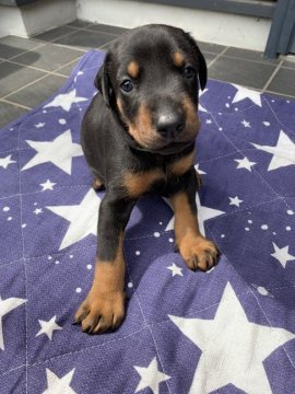 ドーベルマン【神奈川県・女の子・2019年6月29日・ブラックタン(ミドリちゃん)】の写真「6/29産まれの可愛いドーベルマン産まれました。」