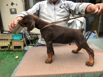 ドーベルマン【神奈川県・男の子・2019年4月16日・レッドタン】の写真「父はモンテネグロジュニアchのヨーロッパタイプの男」