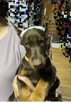 ドーベルマン【神奈川県・女の子・2021年7月24日・レッドタン】の写真「骨量ある濃い茶色のヨーロッパタイプの子です。」