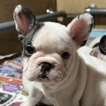 フレンチブルドッグ【神奈川県・女の子・2022年12月6日・パイド】の写真「活発な可愛い子です。」