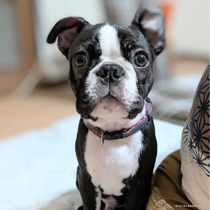 ID:2501-00068の子犬