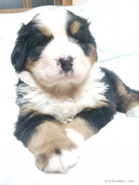 じんじん 様のお迎えした子犬