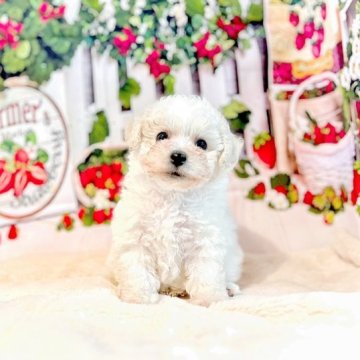 ビションフリーゼ【埼玉県・男の子・2023年5月1日・ホワイト】の写真「🤍人気のビジョン　モコモコです🤍」