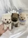 ポメラニアン【兵庫県・男の子・2025年9月20日・クリーム】の写真10「3兄弟❣️」