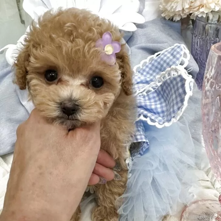 ID:2506-07766の子犬