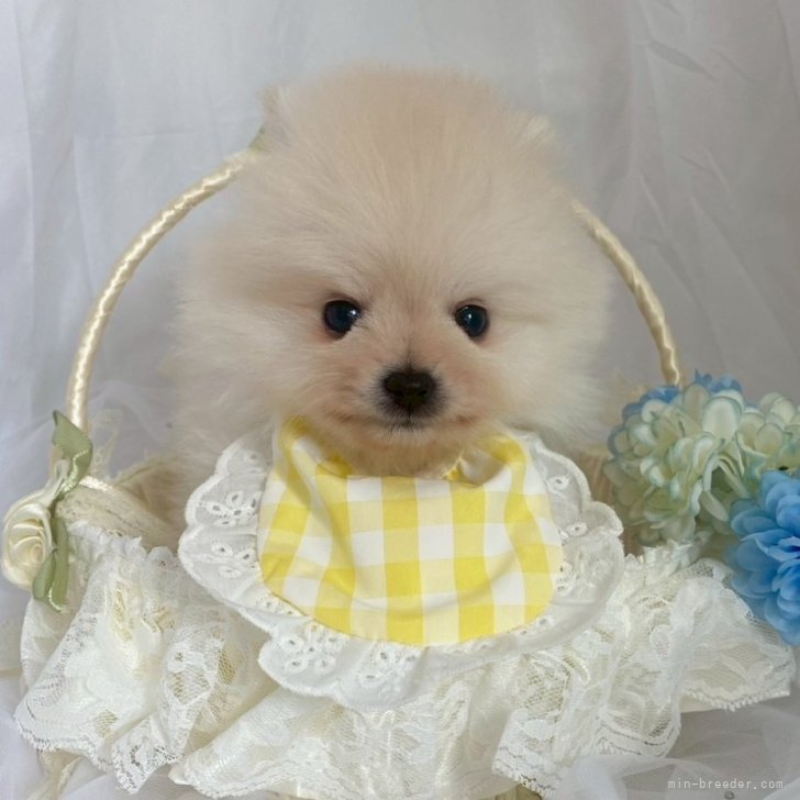 ブリーダー画像