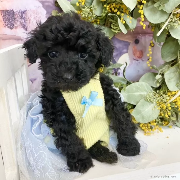ID:2501-00848の子犬