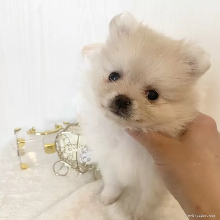 ID:2501-06268の子犬