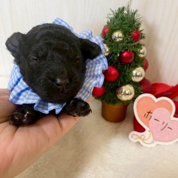 トイプードル(タイニー)【兵庫県・男の子・2025年11月29日・ブラック】の写真「⭐️12月12日に撮影（体重319g）⭐️」