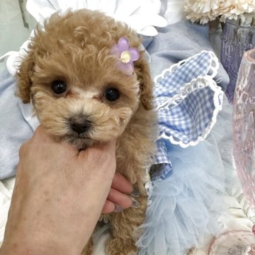 トイプードル(ティーカップ)【兵庫県・女の子・2025年6月7日・アプリコット】の写真「❣️マイクロティーカップサイズ❣️」