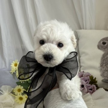 ビションプー(ビションフリーゼ×トイプードル)【兵庫県・男の子・2026年1月8日・ホワイト】の写真「🌸オンライン見学受付ております🌸」